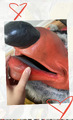 Thumbnail for version as of 04:19, 3 October 2026