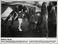 Thumbnail for version as of 05:31, 3 October 2026